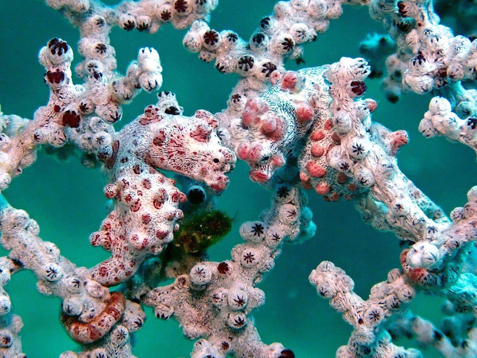 Casa Escondida Anilao Resort And Dive Center Mabini  Esterno foto